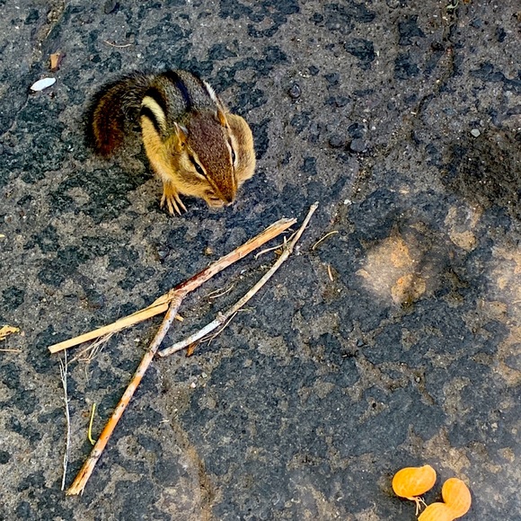 Vintage Red Classic Ornaments Raz Holiday - Picture 13 of 14